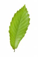 Châtaignier - Feuille (Castanea sativa)